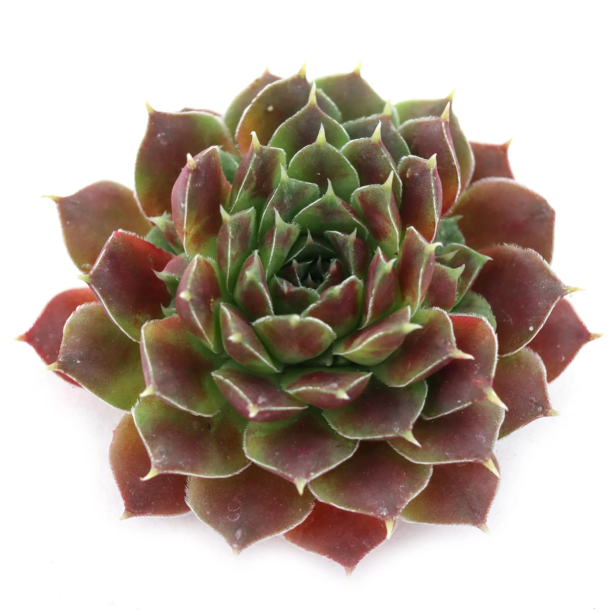 Sempervivum heuffelii 'Dorado'