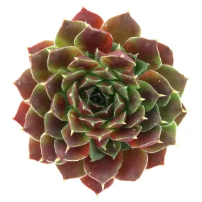 Sempervivum heuffelii 'Dorado'